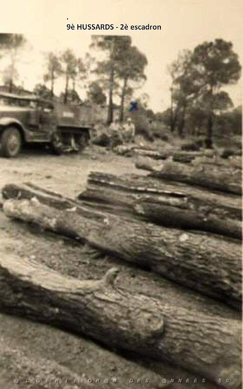 ARBRES 11.jpg